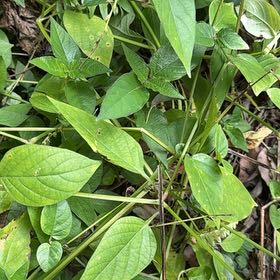 Photo of the plant species Harlequin Glorybower by @QuietWeed1 named Mollie on Greg, the plant care app
