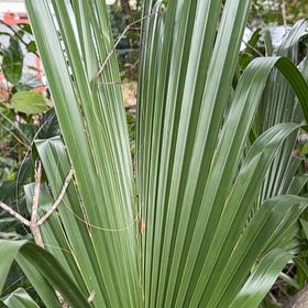 Photo of the plant species Dwarf Palmetto by @QuietWeed1 named Sahara on Greg, the plant care app