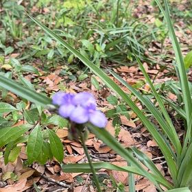 Photo of the plant species Ohio Spiderwort by @QuietWeed1 named Ronaldo on Greg, the plant care app