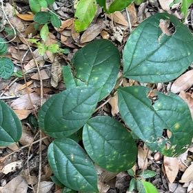 Photo of the plant species Carolina Allspice by @QuietWeed1 named Hamilton on Greg, the plant care app