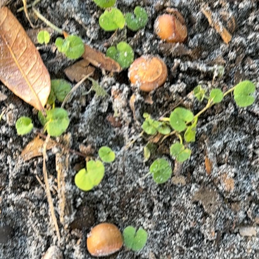 Photo of the plant species Ivy-Leaved Speedwell by @QuietWeed1 named Huckleberry Fern on Greg, the plant care app