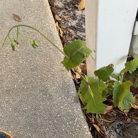 Photo of the plant species Common Sowthistle by @QuietWeed1 named Plato on Greg, the plant care app