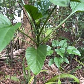 Photo of the plant species Harlequin Glorybower by @QuietWeed1 named Queen on Greg, the plant care app