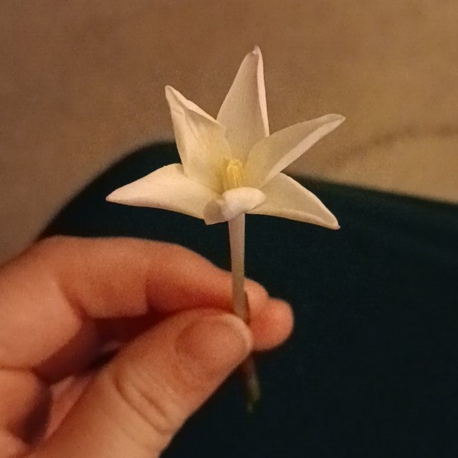 Photo of the plant species Evening Rain-Lily by @PoshSedum66 named Messi on Greg, the plant care app