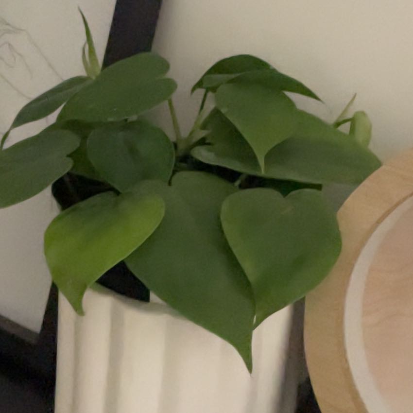 Photo of the plant species Green Philodendron by @GoldCatnip73 named Eva on Greg, the plant care app