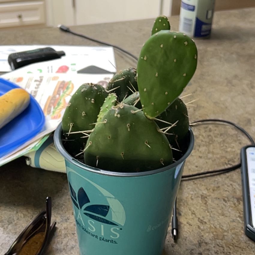 Photo of the plant species Opuntia quitensis 'Johnson's Hybrid' by @FitThemiller63 named Chonkulus on Greg, the plant care app