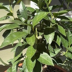Photo of the plant species lemon tree by @FieryWoodfern17 named Harmony on Greg, the plant care app