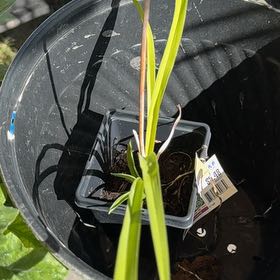 Photo of the plant species Daylily by @FieryWoodfern17 named Fernie Mac on Greg, the plant care app