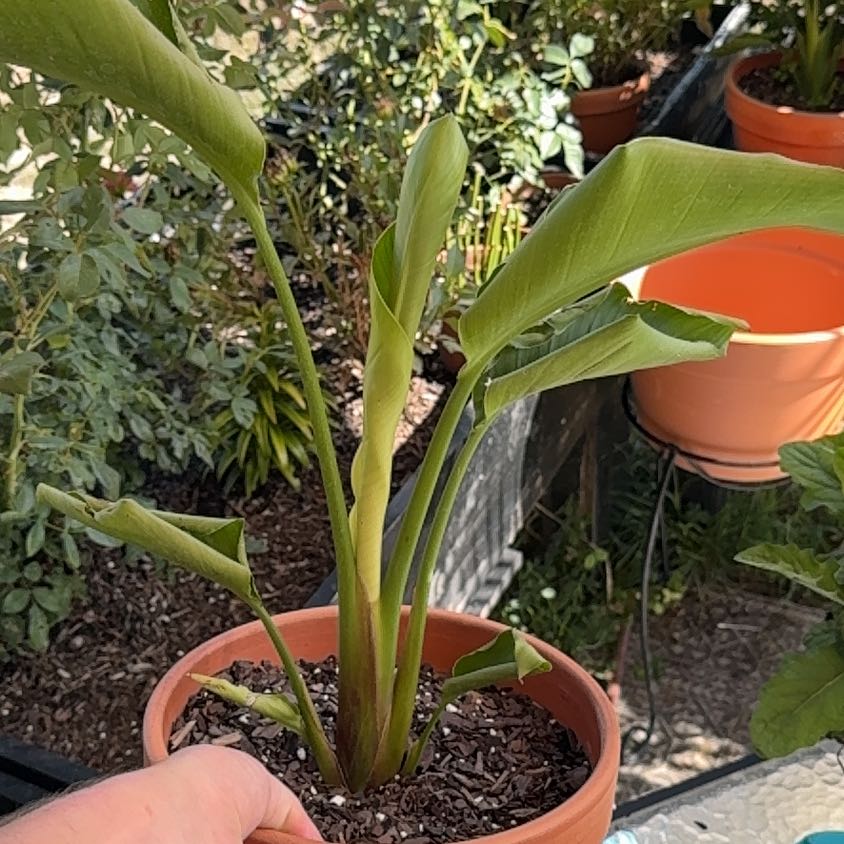 Photo of the plant species Expanded Lobsterclaw by @FieryWoodfern17 named Forrest on Greg, the plant care app