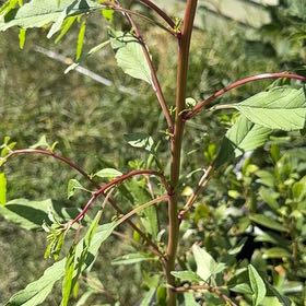 Photo of the plant species Pansy 'Mammoth Pink Berry' by @FieryWoodfern17 named Bodhi on Greg, the plant care app