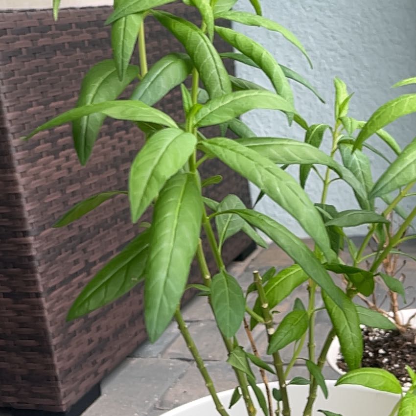 Photo of the plant species Tropical Milkweed by @IntenseAnthemis named Milkweed on Greg, the plant care app