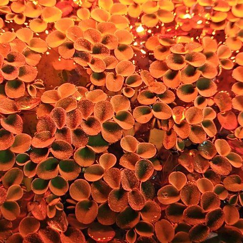 Photo of the plant species Water Spangles by @AdroitlyAgboy21 named Treeyoncé on Greg, the plant care app