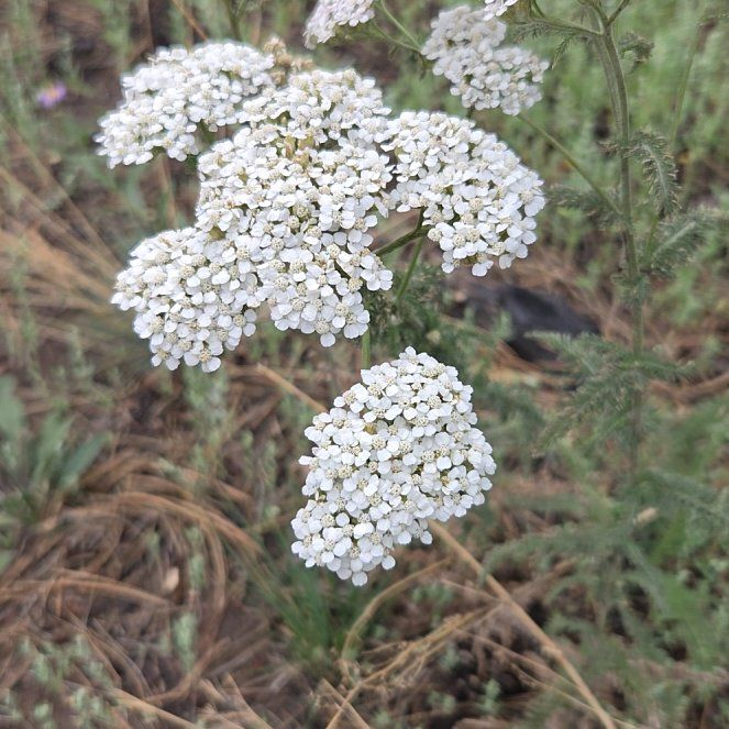 Photo of the plant species Milfoil by @AdroitlyAgboy21 named Nemo on Greg, the plant care app