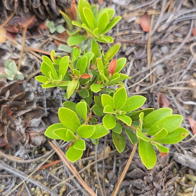 Photo of the plant species Red Bearberry by @AdroitlyAgboy21 named Mando on Greg, the plant care app