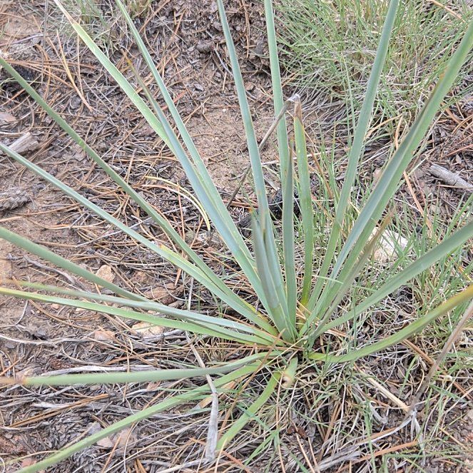 Photo of the plant species Great Plains Yucca by @AdroitlyAgboy21 named Elle on Greg, the plant care app