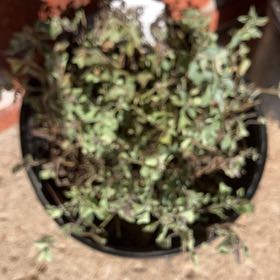 Photo of the plant species Greek Oregano by @LuxuryRedash named Gomez on Greg, the plant care app