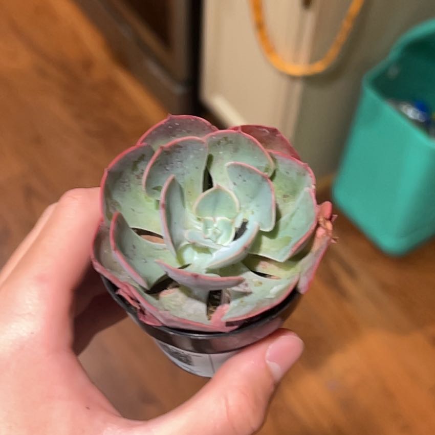 Photo of the plant species Lavender Rose Echeveria by @BigKiekie69 named DuckieZ on Greg, the plant care app