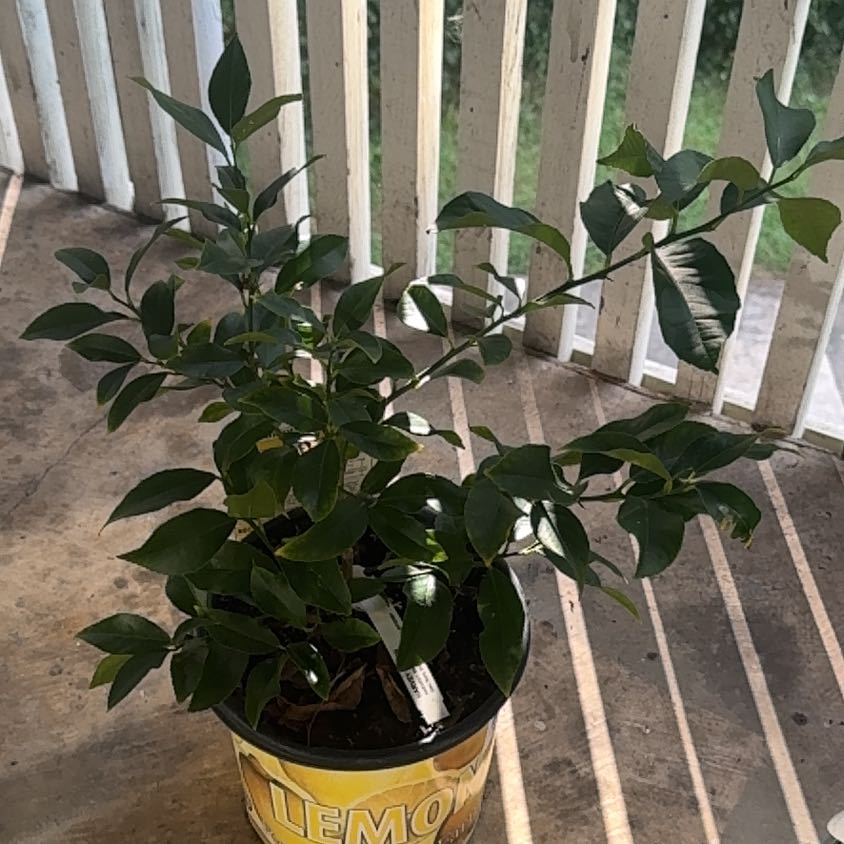 Photo of the plant species Harvey lemon Tree by @PureLuscious25 named Larry on Greg, the plant care app