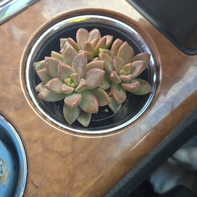 Photo of the plant species Graptosedum 'Alpenglow x Vera Higgins' by @SoigneFanmoss named Miley on Greg, the plant care app
