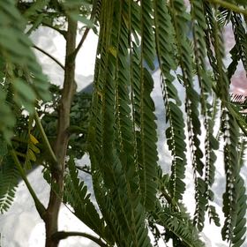 Photo of the plant species Coffee Bush by @AvidLavender24 named Fernie Mac on Greg, the plant care app