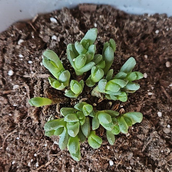 Photo of the plant species Stomatium acutifolium by @ExultantTukauki named Treeyoncé on Greg, the plant care app