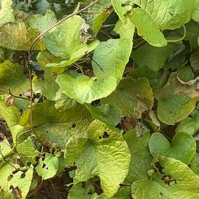 Photo of the plant species Coral Vine by @RollickingAtom4 named Eva on Greg, the plant care app