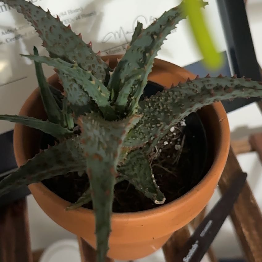 Photo of the plant species Aloe Hybrid by @FacileAnahaw15 named Keanu Leaves on Greg, the plant care app
