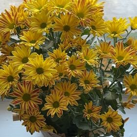 Photo of the plant species Point Pelee Mum by @RewardableWorm named Luna on Greg, the plant care app