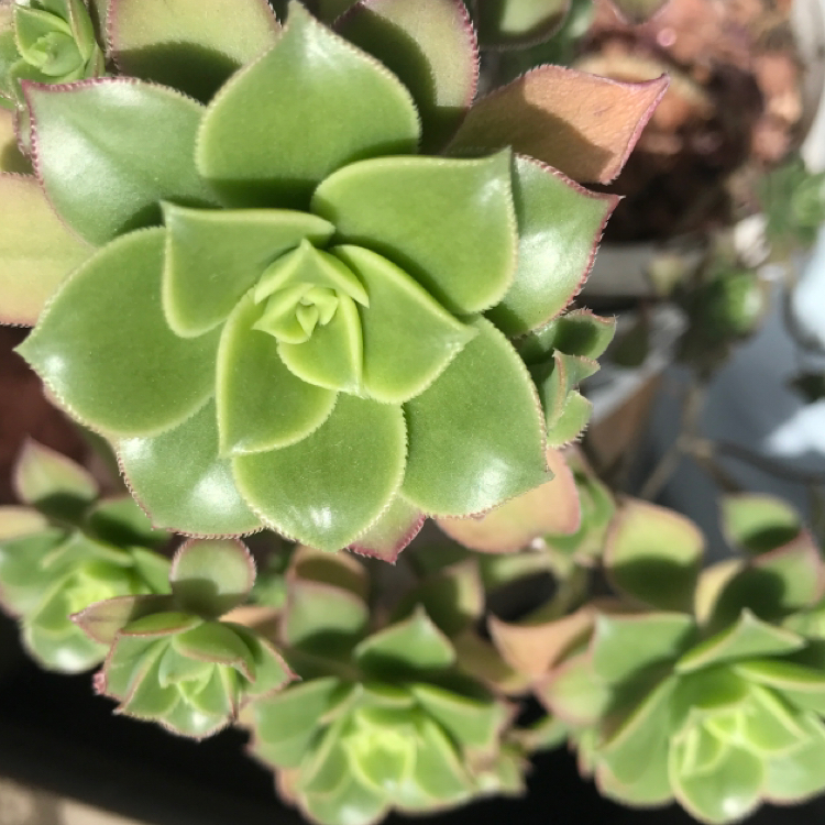 Haworth's Aeonium plant photo by @Rosty-Planties named Spindly on Greg, the plant care app.