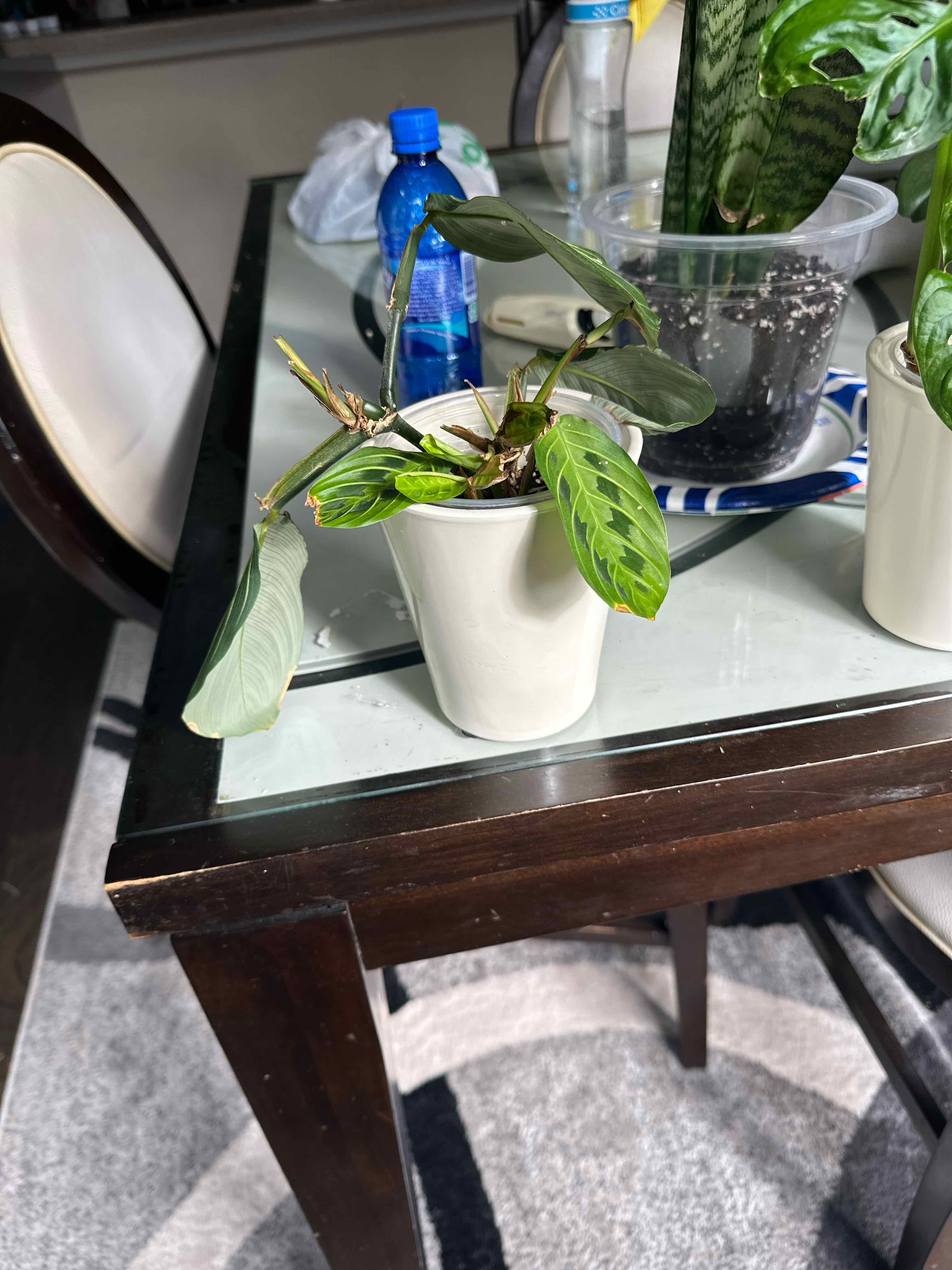 Photo of the plant species Prayer Plant by @BusyMossfern1 named Faith on Greg, the plant care app