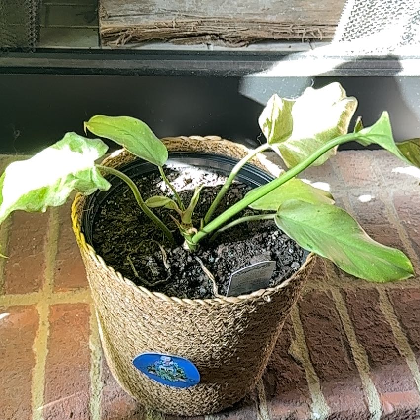Photo of the plant species philodendron by @BusyMossfern1 named Sproutacus on Greg, the plant care app