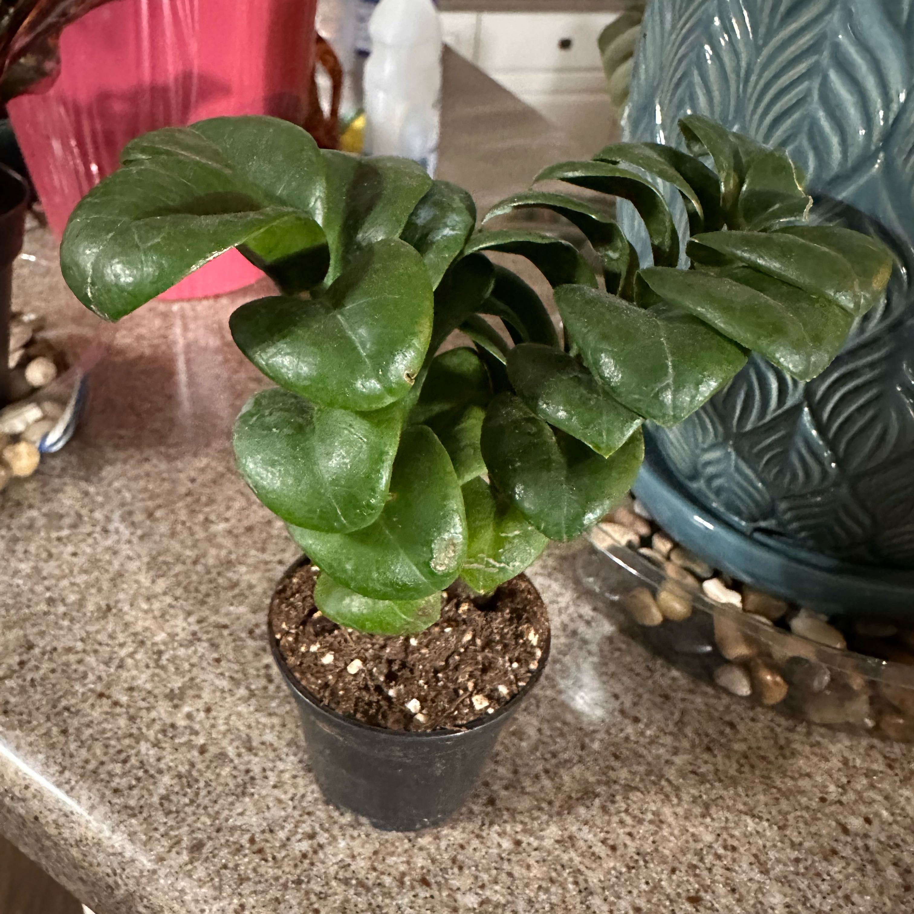 Photo of the plant species ZZ Zenzi by @BusyMossfern1 named Athena on Greg, the plant care app