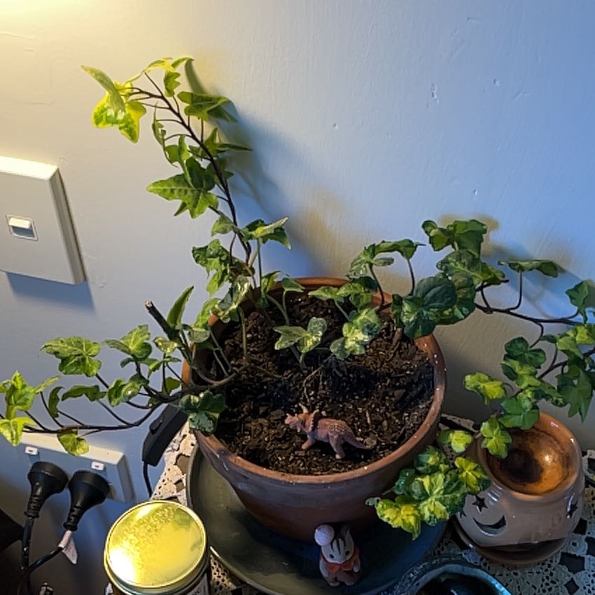 Photo of the plant species English Ivy 'Goldchild' by @AdvisableFern73 named Morgan Treeman on Greg, the plant care app
