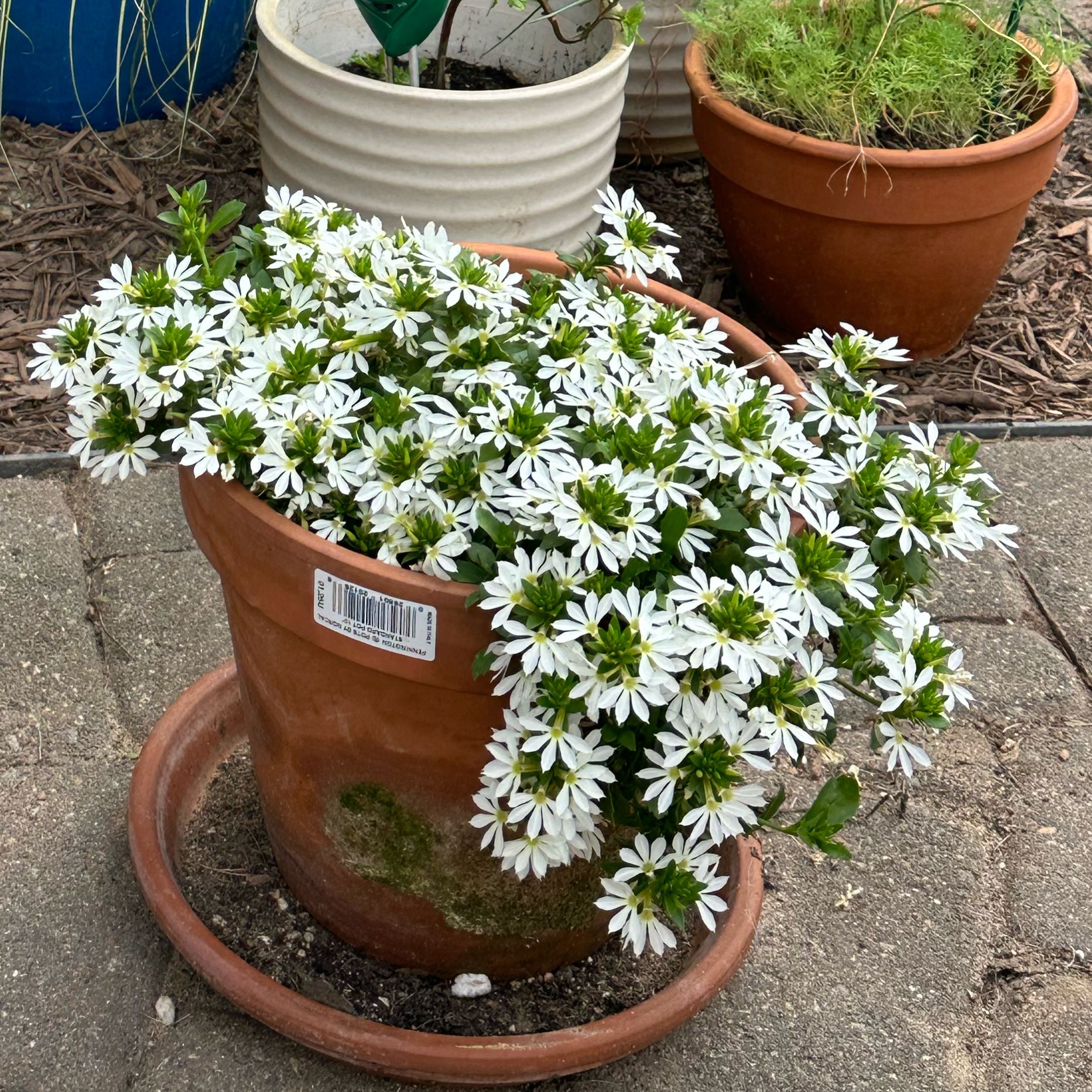 Photo of the plant species Fan Flower by @SuppleLavaplant named Anne on Greg, the plant care app