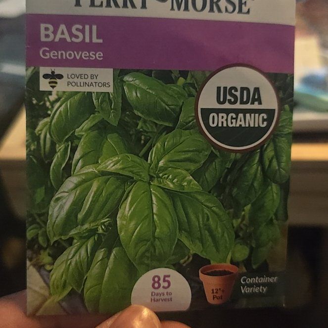 Photo of the plant species basil genovese by @TryDamsii3 named Achilles on Greg, the plant care app