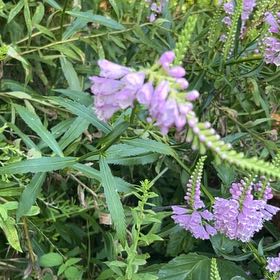 Photo of the plant species Obedient Plant by @UprightSalad43 named Beckham on Greg, the plant care app