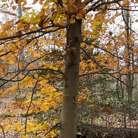 Photo of the plant species American Beech by @UprightSalad43 named Einstein on Greg, the plant care app