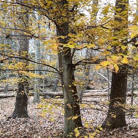 Photo of the plant species American Beech by @UprightSalad43 named Delilah on Greg, the plant care app