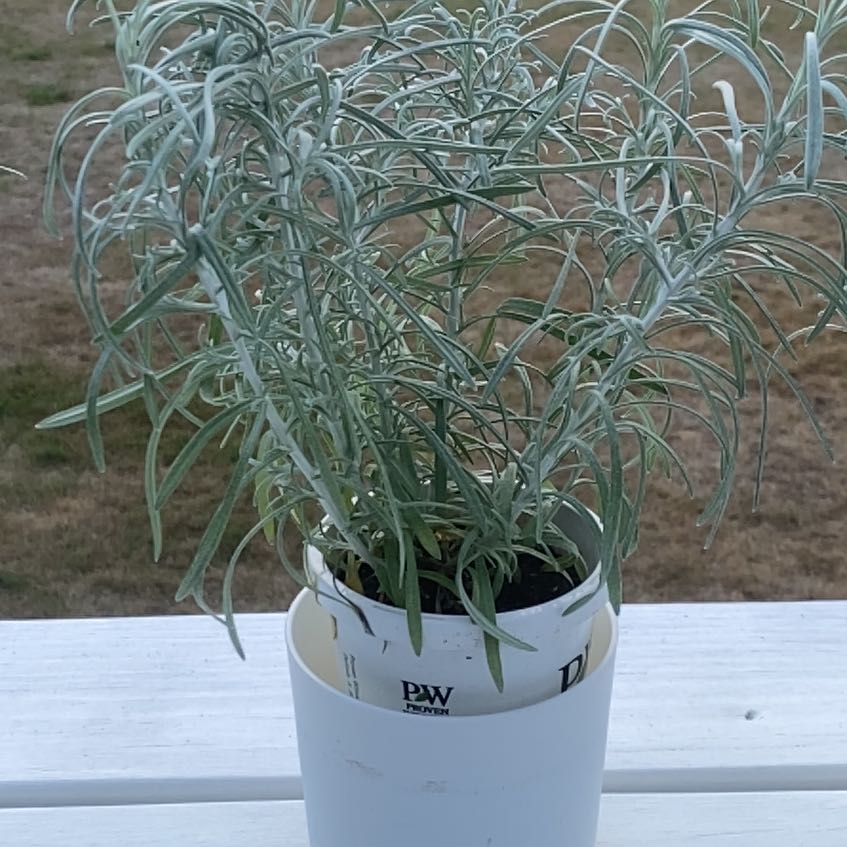 Photo of the plant species Helichrysum 'Icicles' by @ShiningJavafern named Walt on Greg, the plant care app