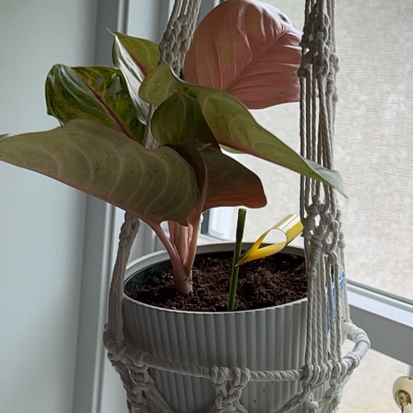 Photo of the plant species Aglaonema by @FabTreeheath81 named Tolkien on Greg, the plant care app