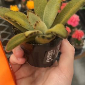 Photo of the plant species Chocolate Soldier Panda Plant by @SightlyNoognug named Curie on Greg, the plant care app
