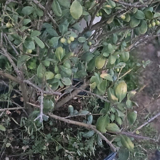 Photo of the plant species Drops of Gold by @SmartBrowallia named Khaleesi on Greg, the plant care app