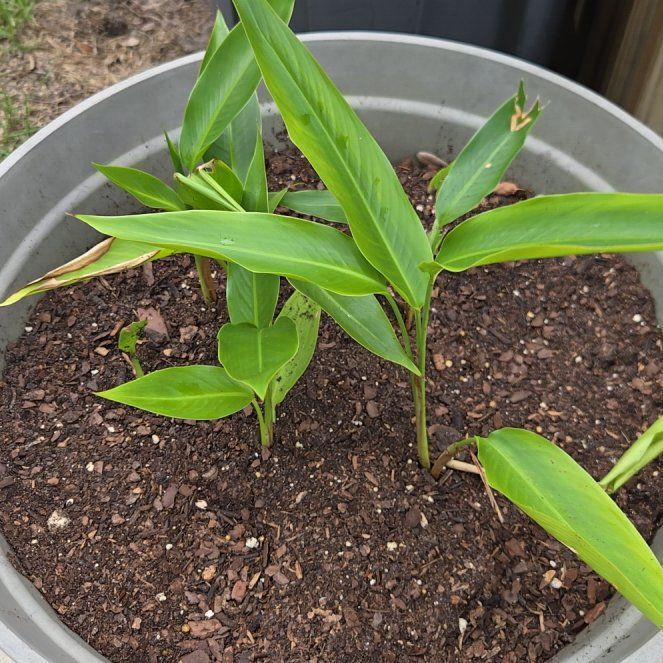 Plant care for Canna Lily on Greg, the plant care app