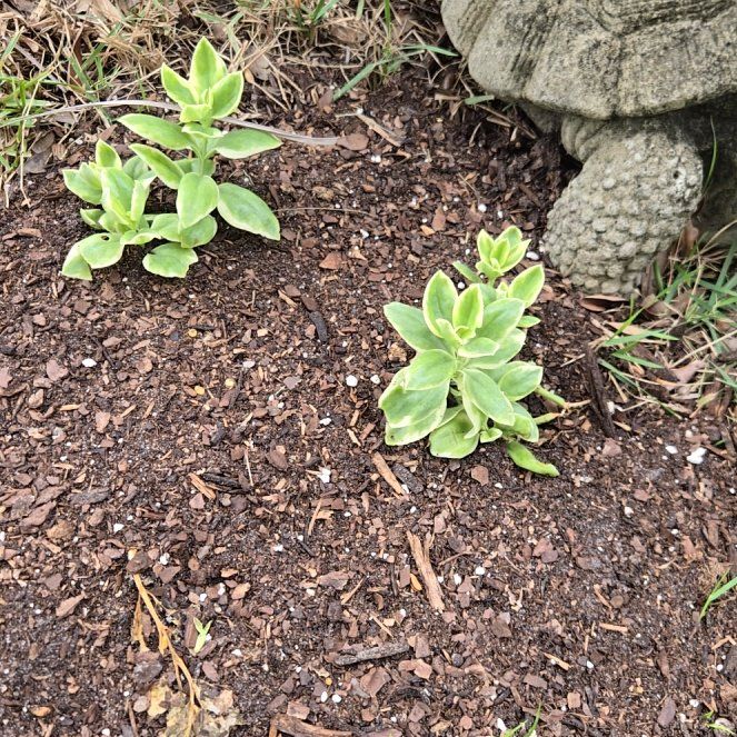 Photo of the plant species Livingstone Daisy by @WizardMedeola named Livingstone daisy on Greg, the plant care app