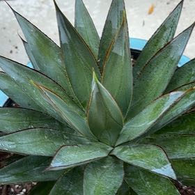 Photo of the plant species Agave 'Blue Glow' by @GemBunnyears69 named Madonna on Greg, the plant care app