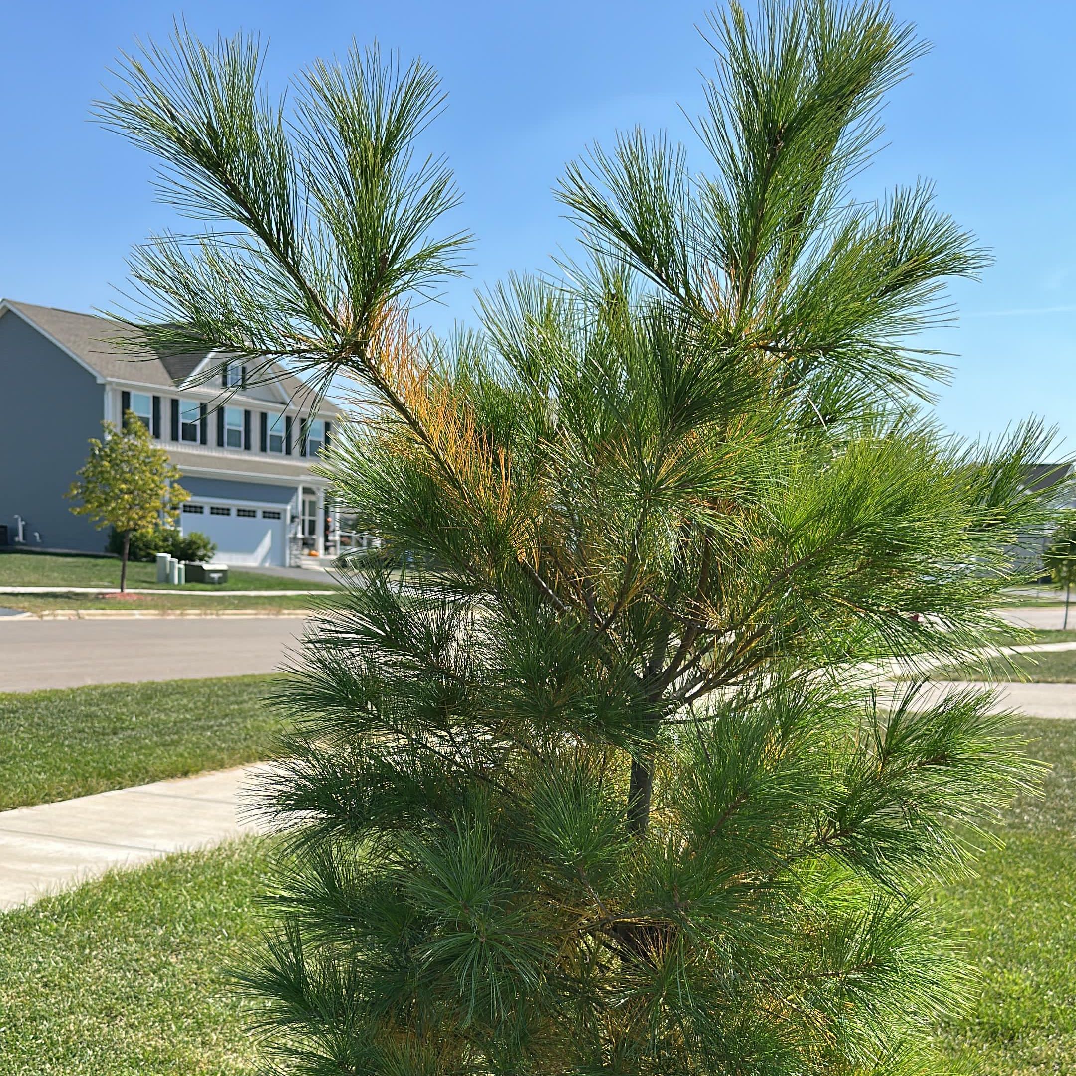 Photo of the plant species Cedros Island Pine by @KeyPandan72 named THE GRINCH on Greg, the plant care app