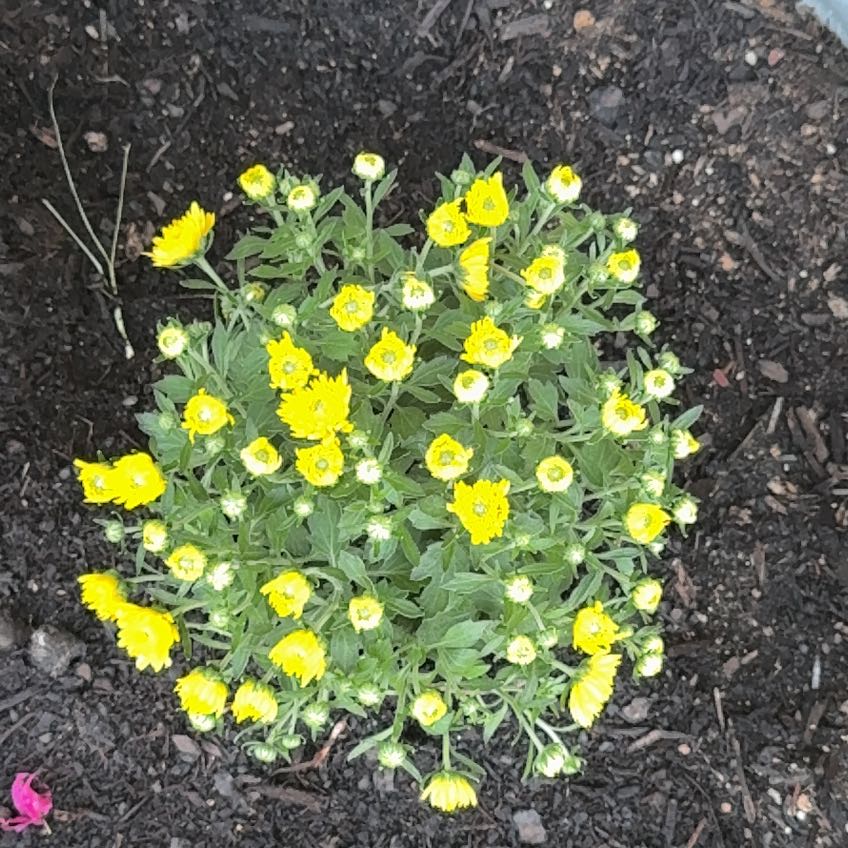 Photo of the plant species Basket of Gold by @FitSkimmia6 named Sage on Greg, the plant care app