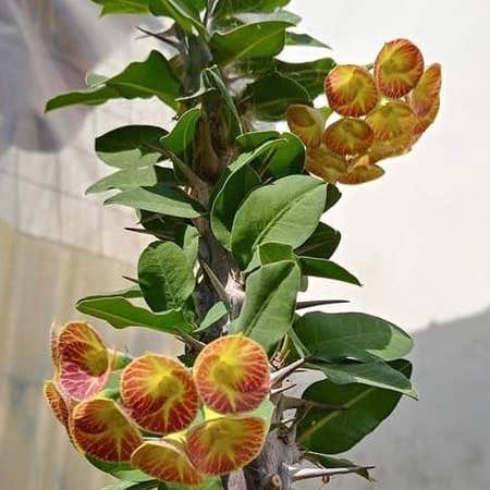 Photo of the plant species Euphorbia Croizatii by Debra named Sherlock on Greg, the plant care app