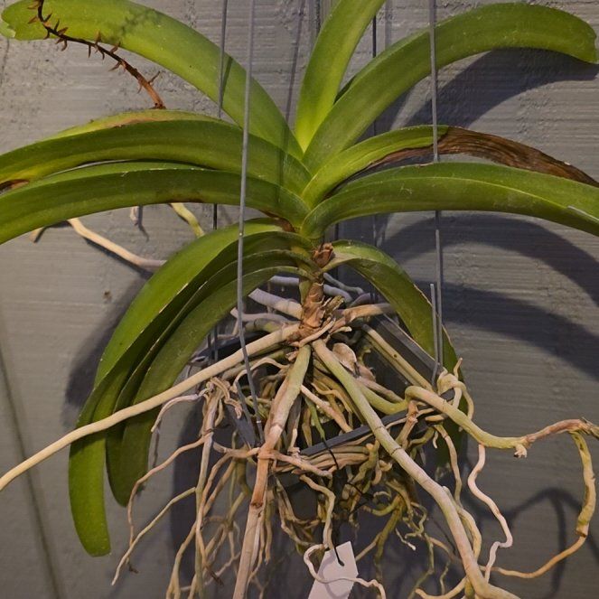 Photo of the plant species Vanda orchid by @ModernIvy named Austen on Greg, the plant care app