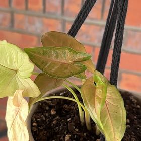 Photo of the plant species Syngonium Pink Allision by @JovialFlamevine named Zeus on Greg, the plant care app